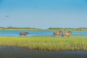 Wild horses on Carrot Island/ Rachel Carson Reserve across Taylor's Creek from downtown Beaufort.