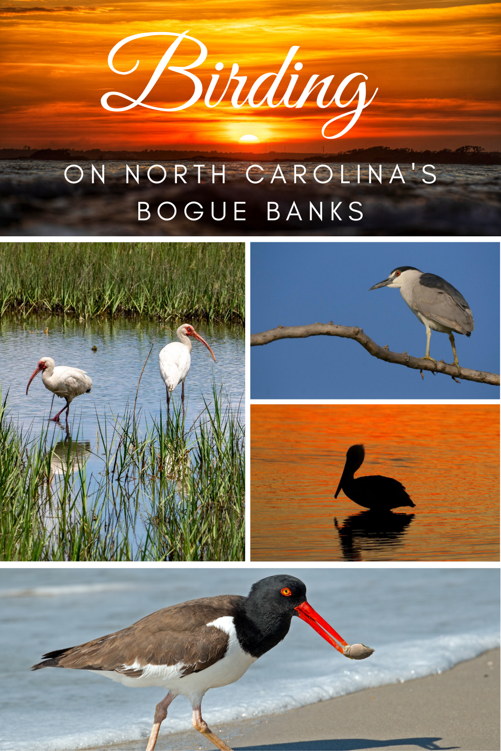 Birdwatching on North Carolina’s Bogue Banks