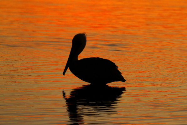 Brown Pelican - Birdwatching on Bogue Banks