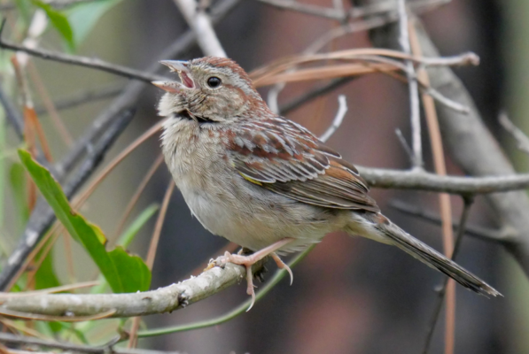 Bachman’s Sparrow - Birdwatching on Bogue Banks