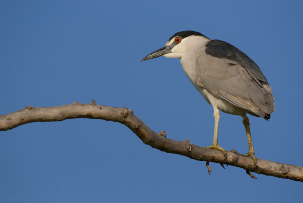 Black-crowned Night Heron - Birdwatching on Bogue Banks