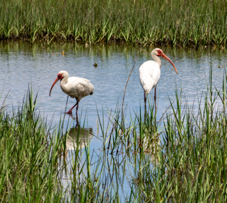 White Ibis - Birdwatching on Bogue Banks