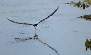 Black Skimmer