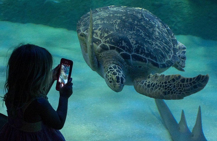 Enjoy hands-on fun at the North Carolina Aquarium at Pine Knoll Shores