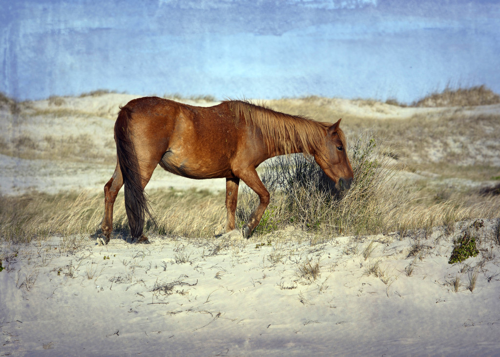 The Wild Horses Of Shackleford Banks