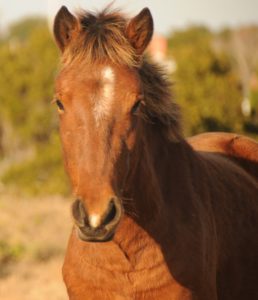 Wild Banker Horse in North Carolina's Outer Banks