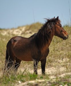 Wild Horse at Shackleford Banks