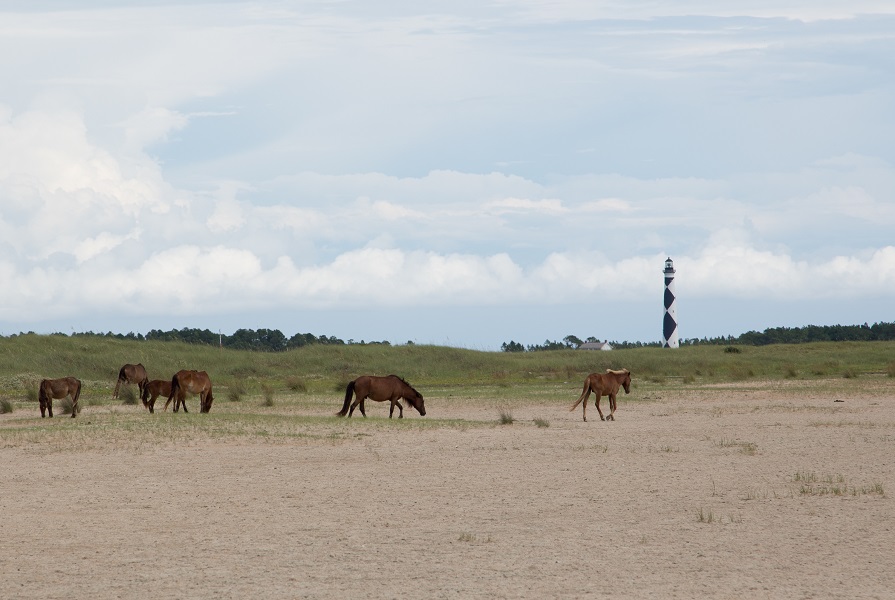 Wild Horses on Cape Lookout National Seashore