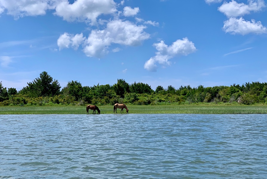 Wild Horses on Rachel Carson Reserve