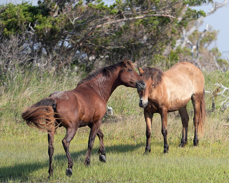 Wild Horses on Shackleford Banks NC