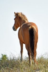 Wild Spanish Mustang in NCs Outer Banks