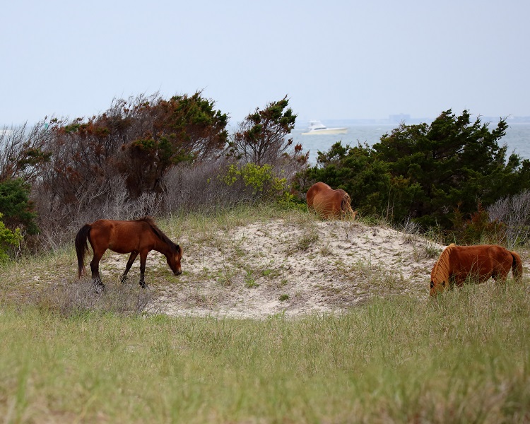 Wild Spanish Mustangs on Shackleford Banks