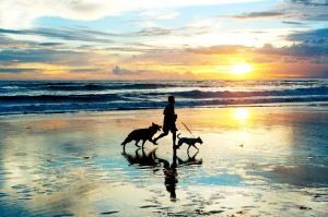 Pet Friendly on Emerald Isle