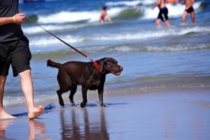 8-14-2014 Pet Friendly Dog on Beach