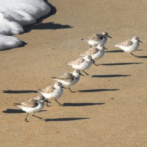 Birds Playing on the Shores of North Carolina Beaches