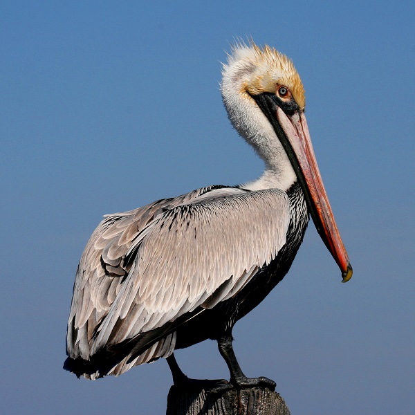 Brown Pelican - Birds of North Carolina's Crystal Coast