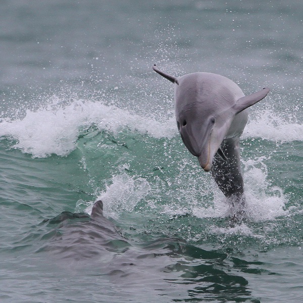 Dolphins Playing in the Atlantic Ocean