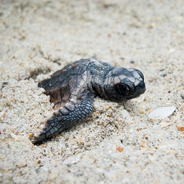 Loggerhead Sea Turtles on North Carolina's Crystal Coast