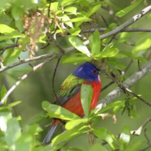 Painted Bunting - Birds of North Carolina's Crystal Coast