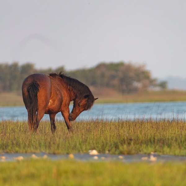 Wild Horses of the Outer Banks