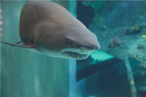 Shark at the North Carolina Aquarium in Pine Knoll Shores