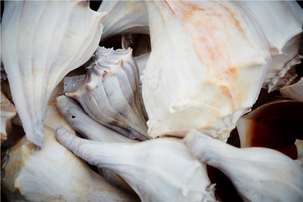 Sea Shells on Emerald Isle Beach