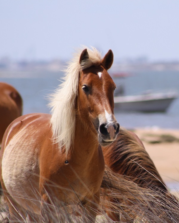 Wild Horse Watching with Crystal Coast Ecotours