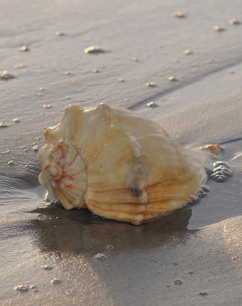 Beachcombing and Shelling on the Southern Outer Banks