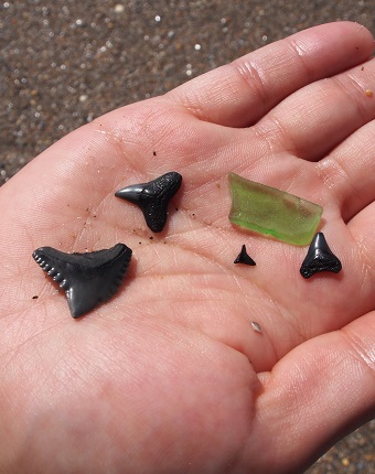 Beachcombing and Shelling on the Southern Outer Banks