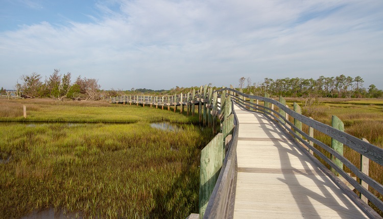 Hiking trail at Croatan National Forest