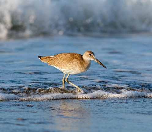 Discover some of the best birding trails