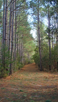 Explore nature trails this fall in Emerald Isle