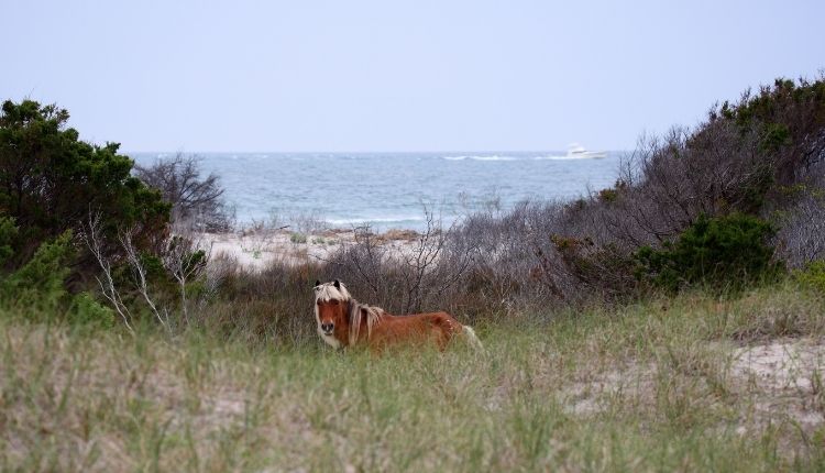 Wild horses of Shackleford Banks