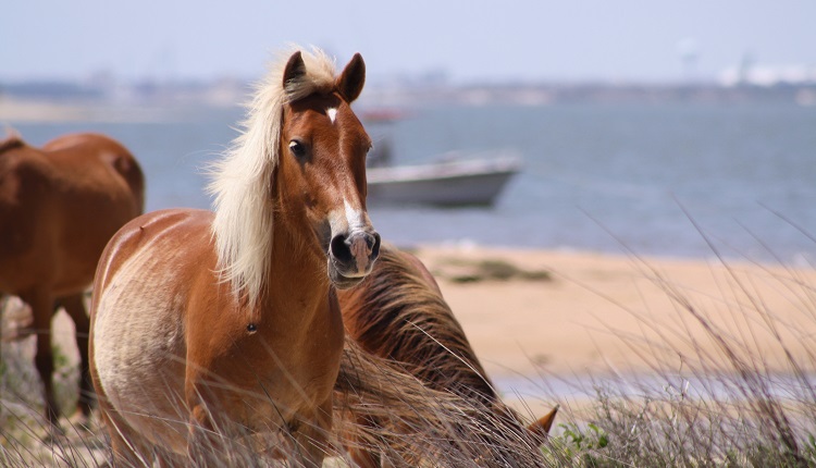 Wild horse watching - Crystal Coast Ecotours