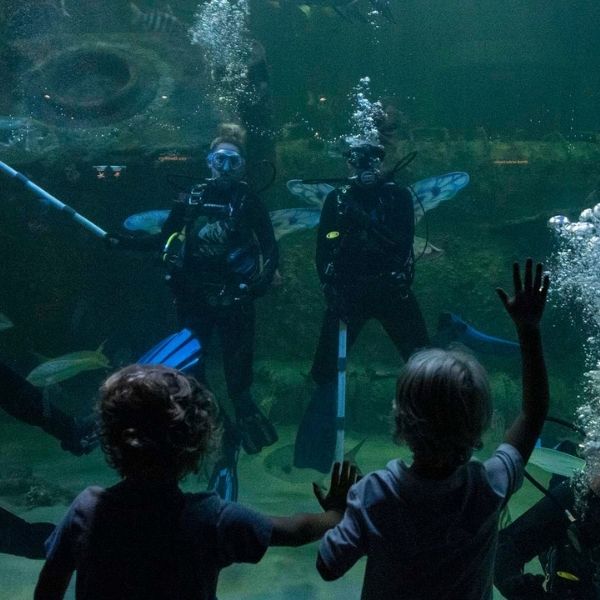 NC Aquarium divers