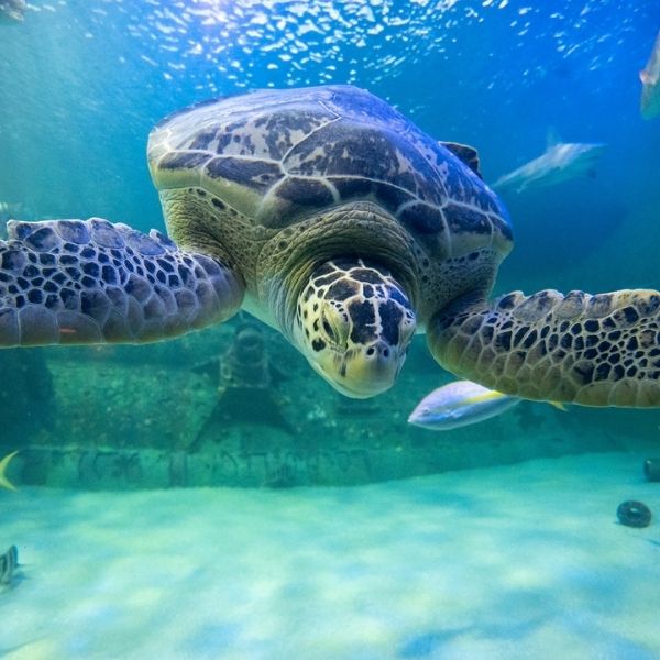 NC Aquarium sea turtle