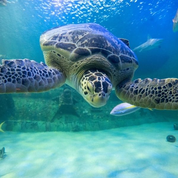 North Carolina Aquarium at Pine Knoll Shores | Programs, Excursions ...