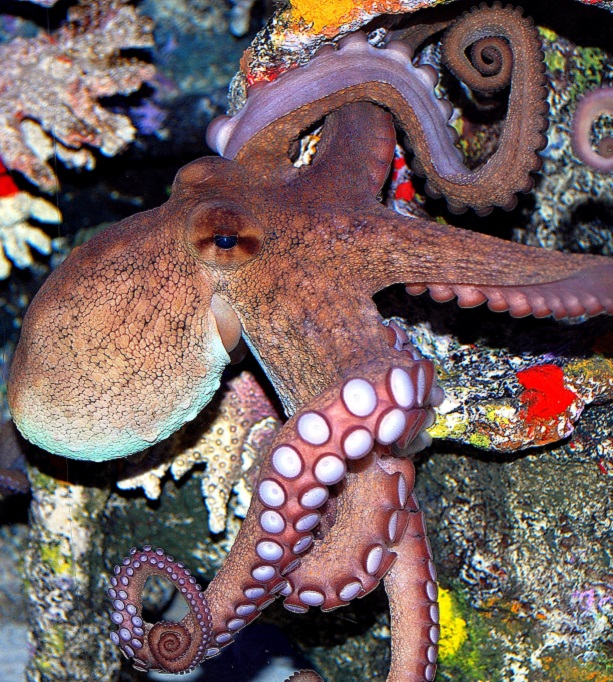 Get up-close with marine life at the aquarium in Pine Knoll Shores