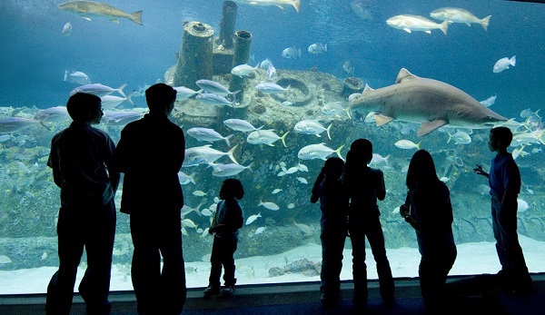 Go on an underwater adventure at the North Carolina Aquarium