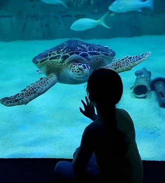 Turtle at the North Carolina Aquarium