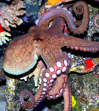 Underwater Adventures at the North Carolina Aquarium