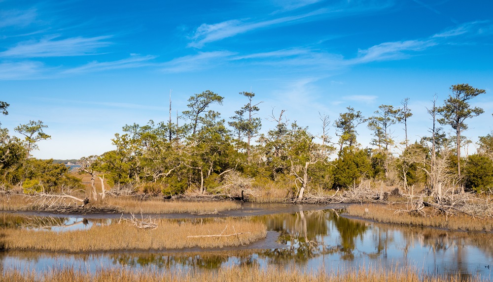 Maritime forest in Pine Knoll Shores - Pet Friendly Things to Do on NC's Crystal Coast