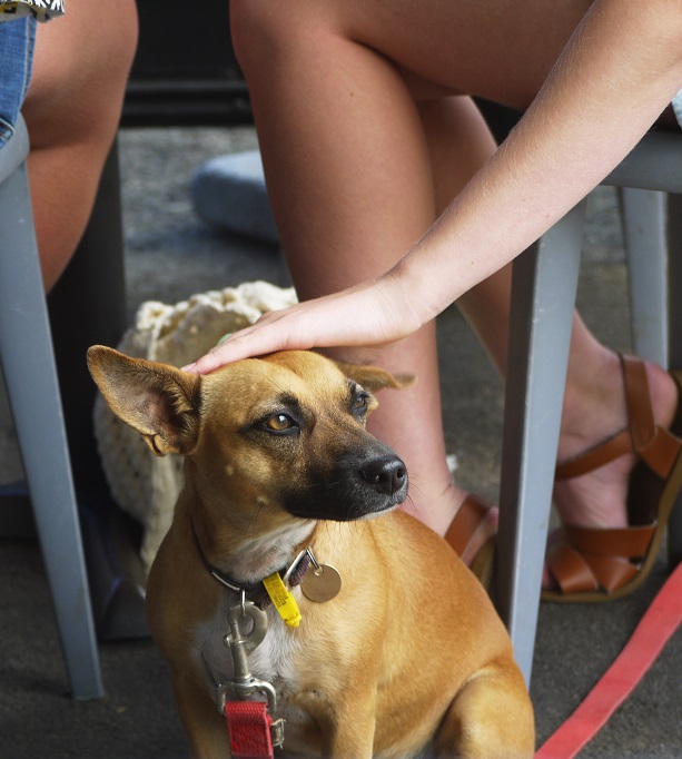 Pet Friendly Restaurants in Emerald Isle, NC