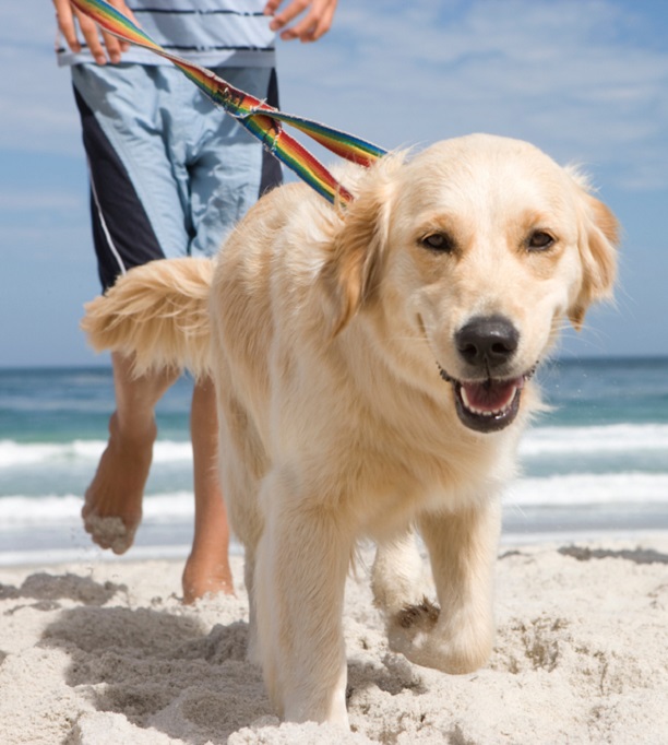 Pet Friendly Things to Do in Emerald Isle, NC