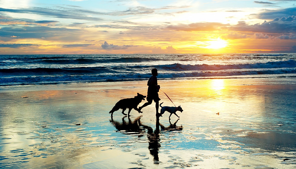 Best Pet Friendly Vacations on North Carolina’s Crystal Coast