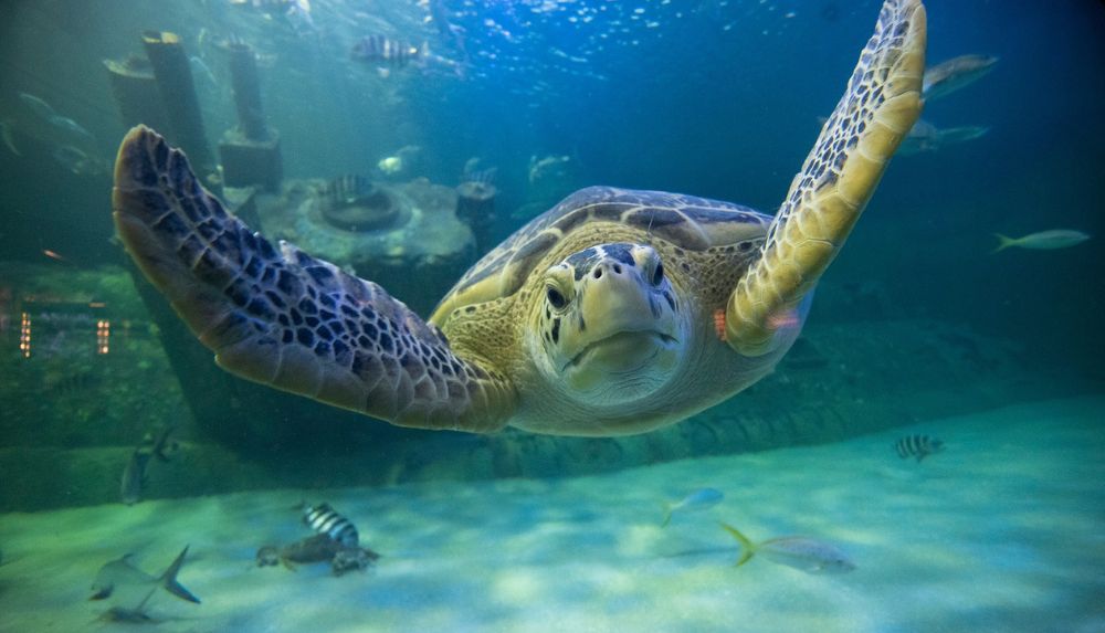 Journey through different marine habitats at the NC Aquarium