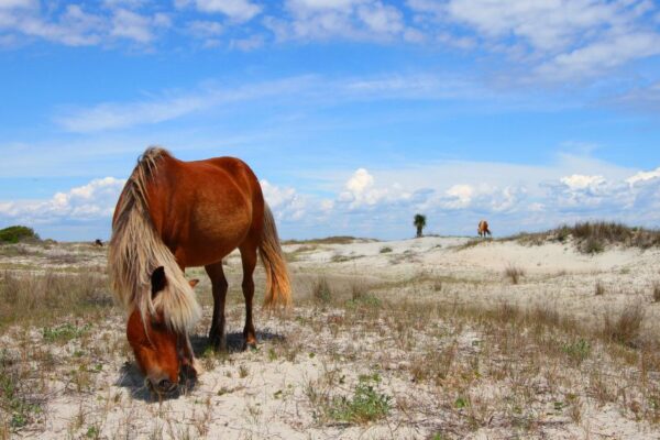 See the wild horses at Shackleford Banks