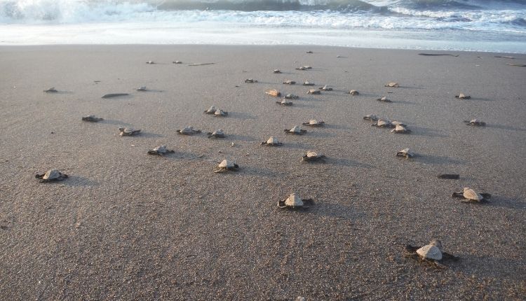 Indian Beach Turtles