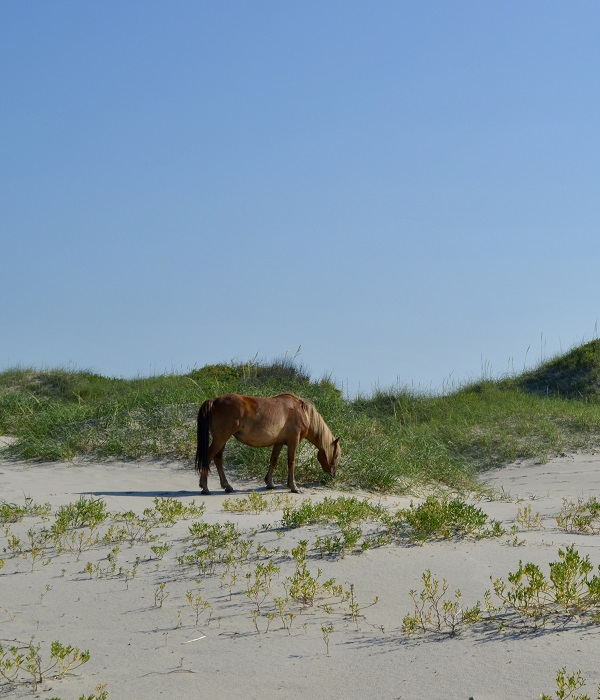 Wild Banker Horses on Shackleford Banks in Outer Banks North Carolina