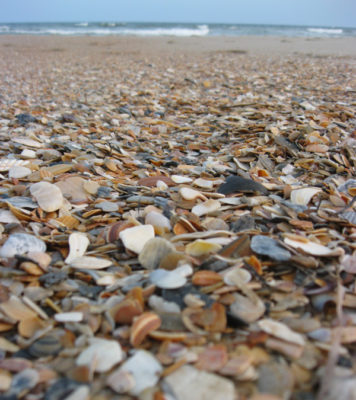 Best Shelling Beaches in North Carolina’s Outer Banks - Emerald Isle Realty